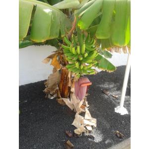 LIVVO ERIKA APARTMENTS (ADULTS ONLY +16) - Alojamientos en CORRALEJO