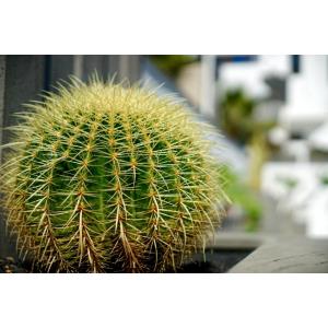 PLAZA AZUL - Alojamientos en PUERTO DEL CARMEN