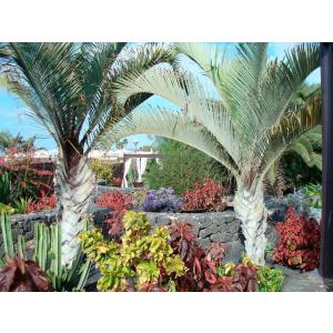 VIK VILLA HOTEL BOUTIQUE (ADULTS ONLY) - Accomodations en ARRECIFE