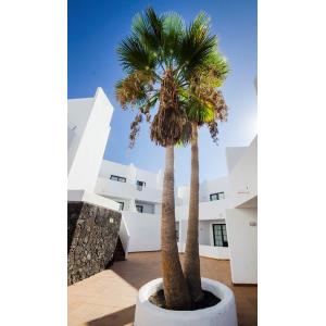 TABAIBA - Alojamientos en COSTA TEGUISE